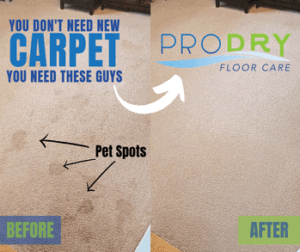 YOU DONT NEED NEW CARPET 2